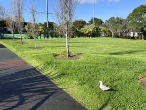 Marlborough Park