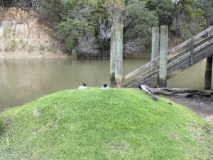 Matakana Wharf