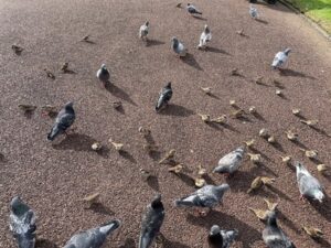 アルバート公園