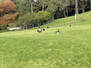 プケクラ・パーク