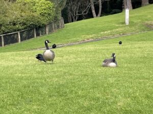 プケクラ・パーク