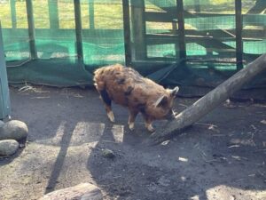 ブルックランズ動物園
