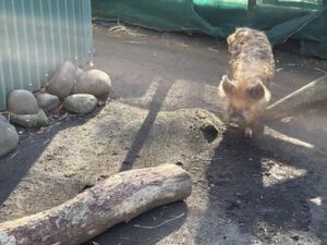 ブルックランズ動物園