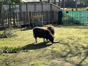 ブルックランズ動物園