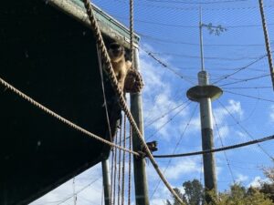 ブルックランズ動物園