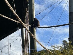 ブルックランズ動物園