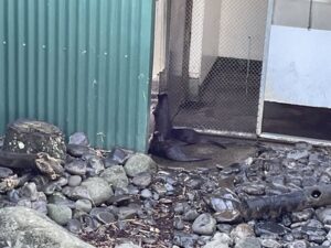 ブルックランズ動物園