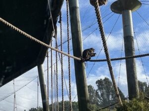 ブルックランズ動物園