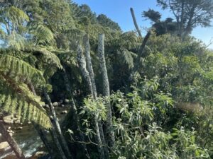 Taranaki's Heritage Railway