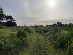 ワイタラ