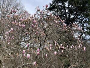 クライストチャーチ植物園