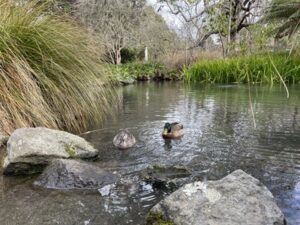 クライストチャーチ植物園