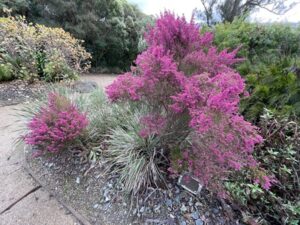 ダニーデン植物園