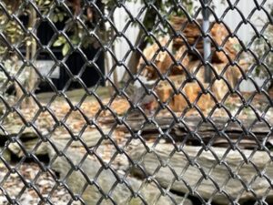 ダニーデン植物園