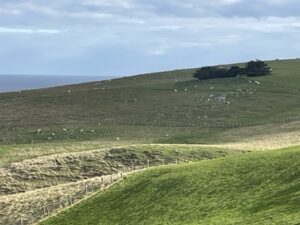 サンドフライ・ベイ野生動物保護区