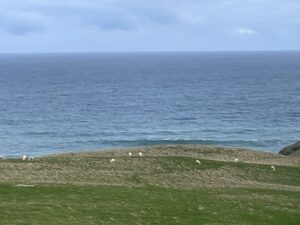 サンドフライ・ベイ野生動物保護区