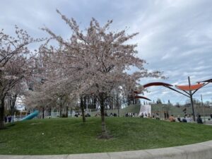 The Margaret Mahy Family Playground
