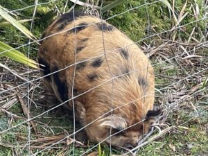 モエラキ・ボルダー