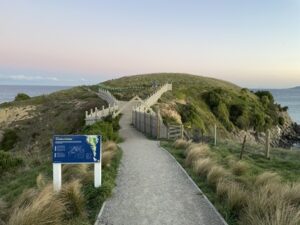イエロー・アイド・ペンギン・コロニー