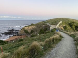 イエロー・アイド・ペンギン・コロニー