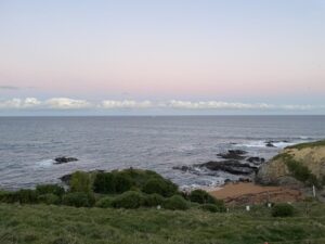 イエロー・アイド・ペンギン・コロニー