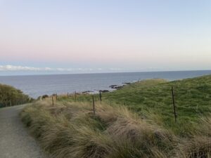 イエロー・アイド・ペンギン・コロニー