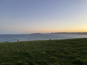 イエロー・アイド・ペンギン・コロニー