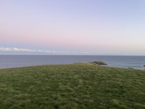 イエロー・アイド・ペンギン・コロニー