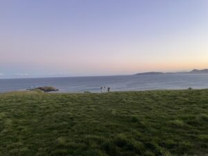 イエロー・アイド・ペンギン・コロニー