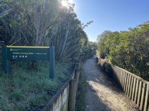 イエロー・アイド・ペンギン・コロニー