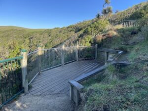 イエロー・アイド・ペンギン・コロニー