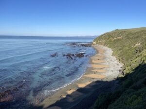 イエロー・アイド・ペンギン・コロニー