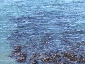 イエロー・アイド・ペンギン・コロニー