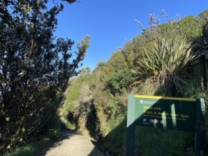 イエロー・アイド・ペンギン・コロニー