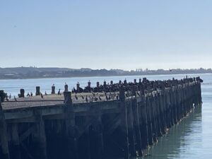 ブルー・ペンギン・コロニー