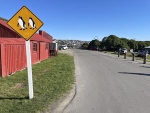 ブルー・ペンギン・コロニー