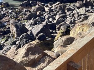 ブルー・ペンギン・コロニー