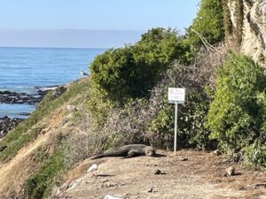 ブルー・ペンギン・コロニー