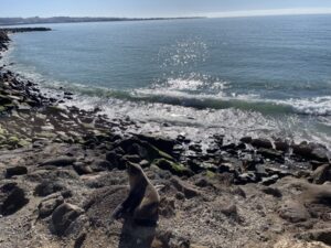 ブルー・ペンギン・コロニー