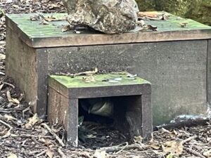 ブルー・ペンギン・コロニー