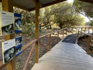 ブルー・ペンギン・コロニー