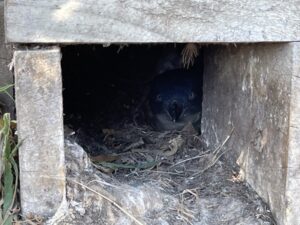 ブルー・ペンギン・コロニー