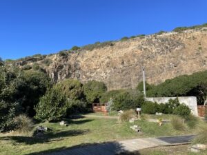 ブルー・ペンギン・コロニー