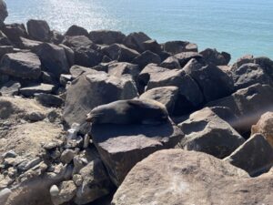 ブルー・ペンギン・コロニー