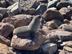 ブルー・ペンギン・コロニー