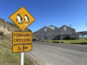 ブルー・ペンギン・コロニー