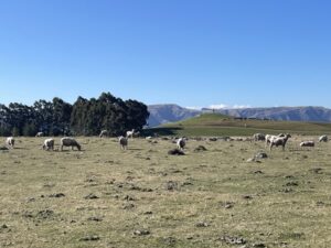 エレファント・ロック
