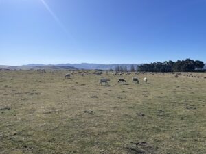 エレファント・ロック