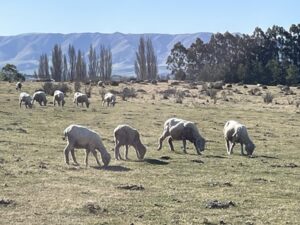 エレファント・ロック