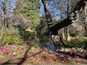 アッシュバートン・ドメイン